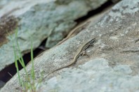 Podarcis muralis, Ropotamo