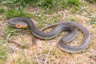 Dolichophis caspius, Poda