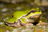 Hyla orientalis, Malki Voden