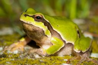 Hyla orientalis, Malki Voden