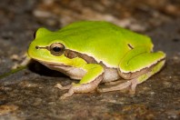 Hyla orientalis, Malki Voden