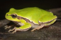 Hyla orientalis, Malki Voden