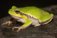 Hyla orientalis, Malki Voden