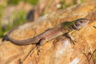 Lacerta viridis, Madzharovo