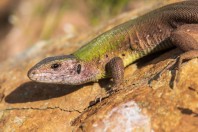 Lacerta viridis, Madzharovo