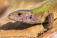 Lacerta viridis, Madzharovo