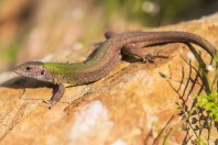 Lacerta viridis, Madzharovo