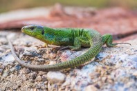 Lacerta trilineata, Madzharovo