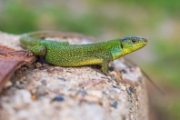 Lacerta trilineata, Madzharovo