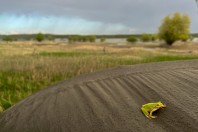 Hyla orientalis, Archar