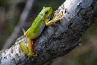 Hyla orientalis, Archar