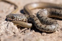 Dolichophis caspius, Gorni Tsibar