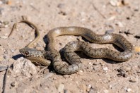 Dolichophis caspius, Gorni Tsibar