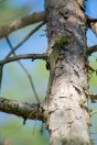 Lacerta diplochondrodes, Novachene
