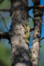 Lacerta diplochondrodes, Novachene