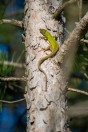 Lacerta diplochondrodes, Novachene