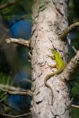 Lacerta diplochondrodes, Novachene