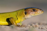 Lacerta diplochondrodes, Novachene