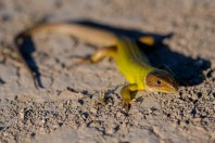 Lacerta diplochondrodes, Novachene