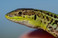 Podarcis tauricus, Novachene