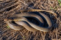 Dolichophis caspius, Novachene