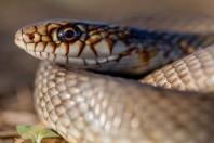 Dolichophis caspius, Novachene