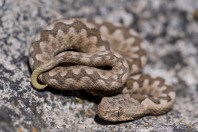 Vipera ammodytes, Beltsov
