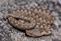 Vipera ammodytes, Beltsov