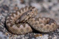 Vipera ammodytes, Beltsov