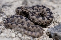 Vipera ammodytes, Beltsov