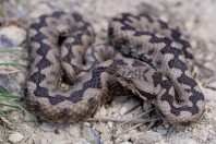 Vipera ammodytes, Beltsov