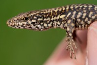 Podarcis muralis, Bozhichen