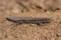 Podarcis muralis, Bozhichen