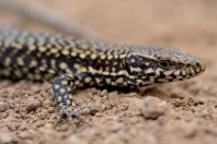 Podarcis muralis, Bozhichen