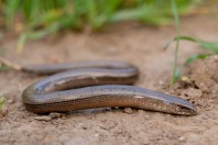 Anguis colchica, Bozhichen