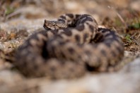 Vipera meridionalis, Ivanovo