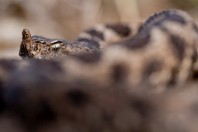 Vipera meridionalis, Ivanovo
