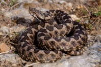 Vipera meridionalis, Ivanovo
