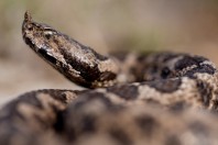 Vipera meridionalis, Ivanovo