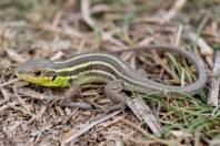 Lacerta diplochondrodes, Radko Dimitrievo