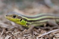 Lacerta diplochondrodes, Radko Dimitrievo