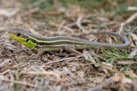 Lacerta diplochondrodes, Radko Dimitrievo