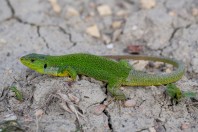 Lacerta diplochondrodes, Vetrishte