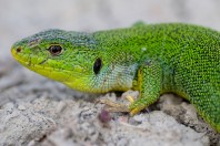 Lacerta diplochondrodes, Vetrishte