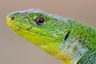 Lacerta diplochondrodes, Vetrishte