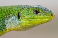 Lacerta diplochondrodes, Vetrishte