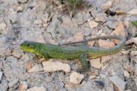 Lacerta diplochondrodes, Vetrishte