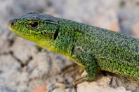 Lacerta diplochondrodes, Vetrishte