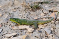 Lacerta diplochondrodes, Vetrishte