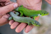 Lacerta diplochondrodes, Vetrishte